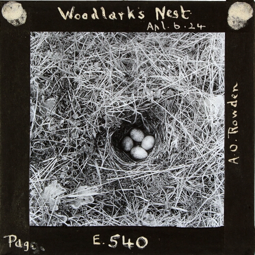 Woodlark's Nest