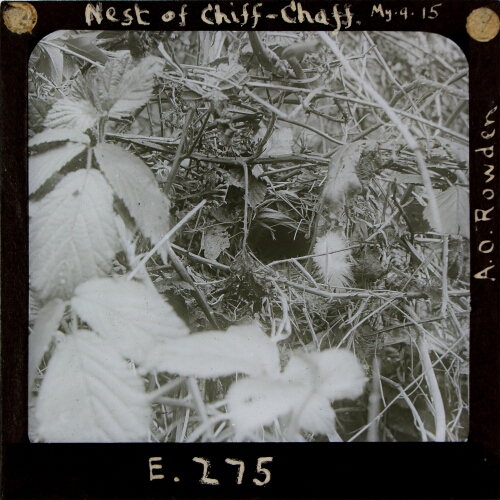 Nest of Chiff-Chaff