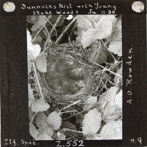 Dunnock's Nest with Young, Stoke Woods