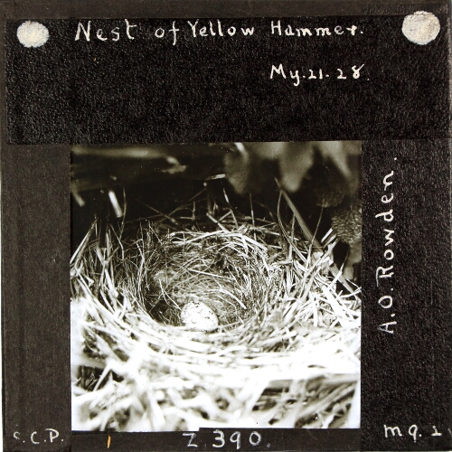 Nest of Yellow Hammer