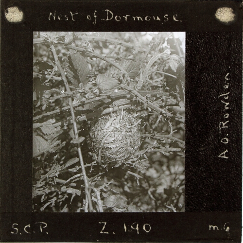 Nest of Dormouse