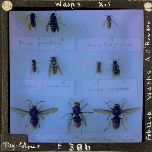 Wasps – secondary view of slide