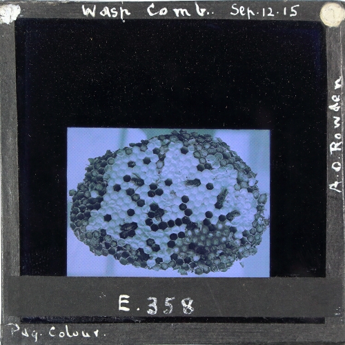 Wasp Comb – secondary view of slide