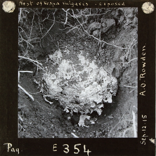 Nest of Vespa vulgaris -- exposed