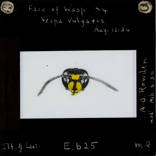 Face of Wasp x4, Vespa Vulgaris