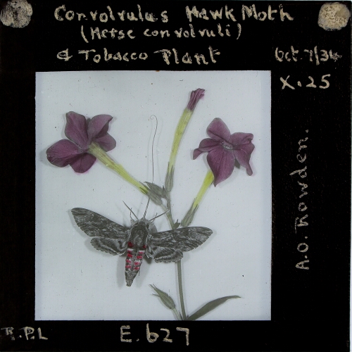 Convolvulus Hawk Moth (Merse convolvuli) and Tobacco Plant