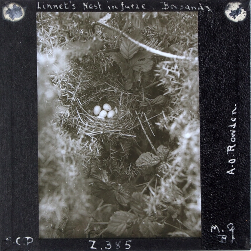Linnet's Nest in furze, Beesands