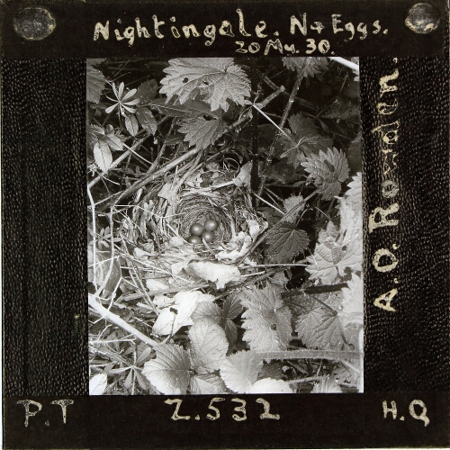 Nightingale Nest and Eggs