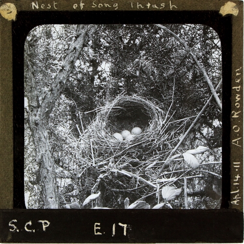 Nest of Song Thrush