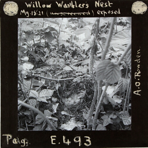 Willow Warbler's Nest, exposed