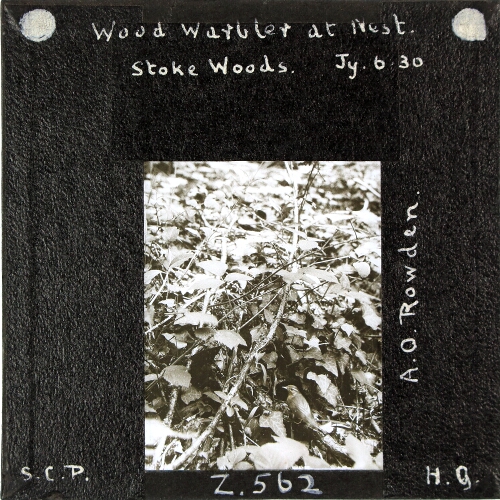 Wood Warbler at Nest, Stoke Woods