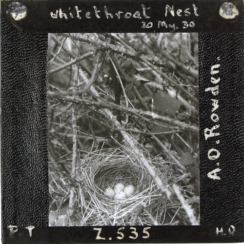 Whitethroat Nest