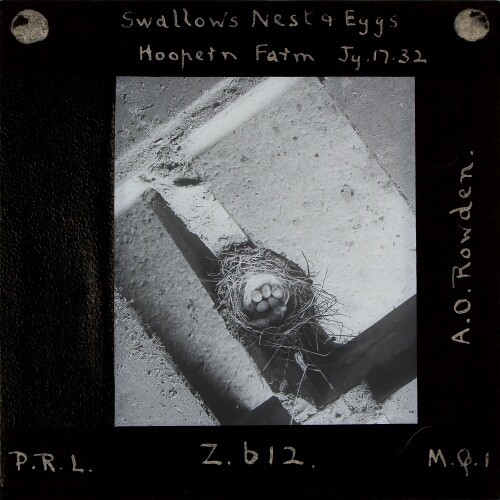 Swallow's Nest and Eggs, Hoopern Farm