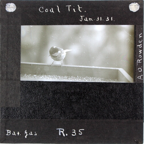 Coal Tit