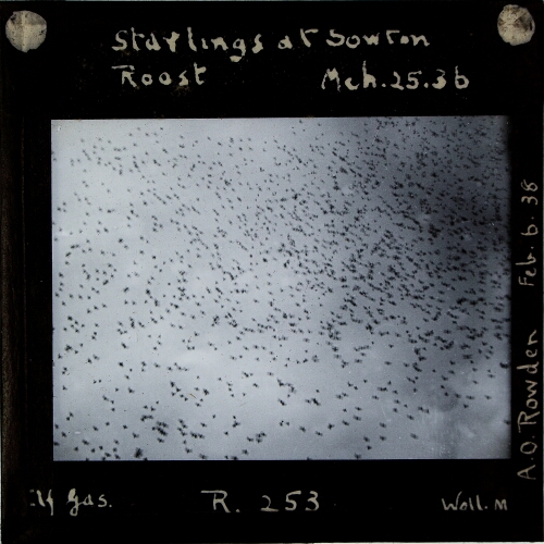 Starlings at Sowton Roost