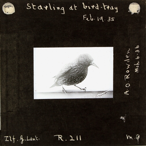 Starling at bird-tray