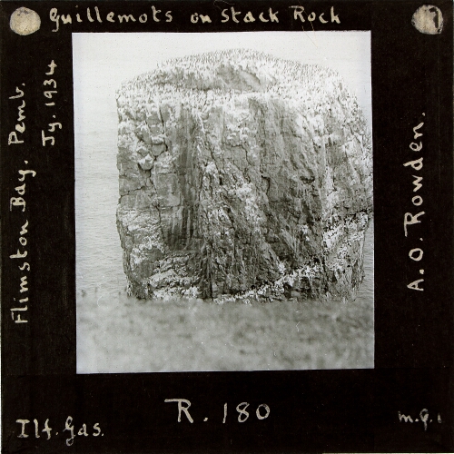 Guillemots on Stack Rock, Flimston Bay, Pembroke