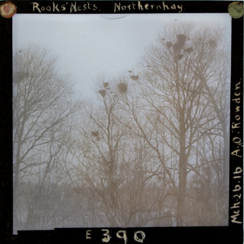 Rooks' Nests, Northernhay
