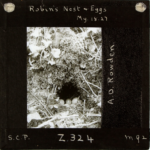 Robin's Nest and Eggs