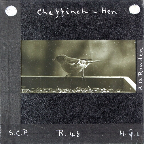 Chaffinch -- Hen