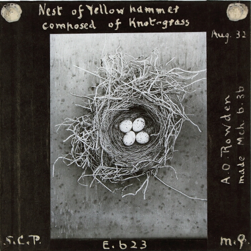 Nest of Yellowhammer composed of Knot-grass