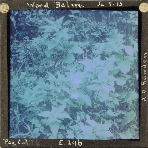 Wood Balm – secondary view of slide