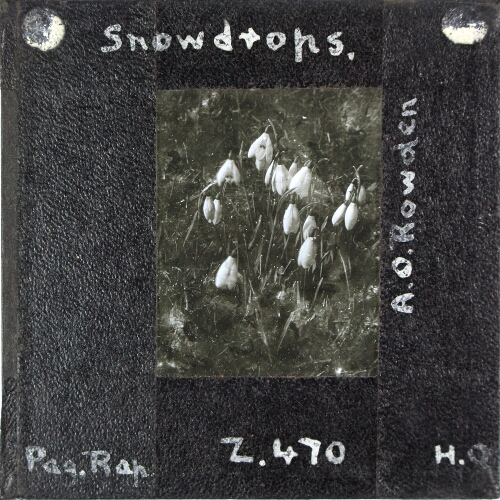 Snowdrops