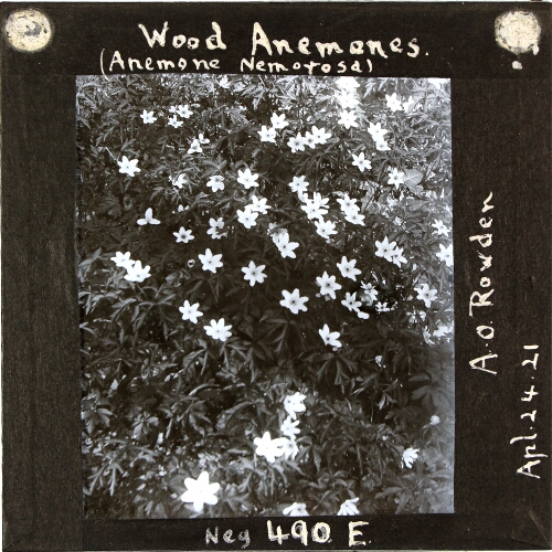 Wood Anemones (Anemone Nemorosa)