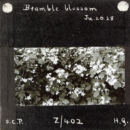 Bramble blossom