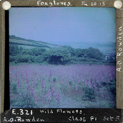 Foxgloves – secondary view of slide