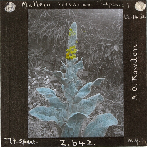 Mullein (Verbascum Thapsus)