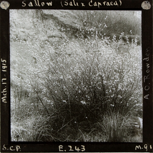 Sallow (Salix Capraea)