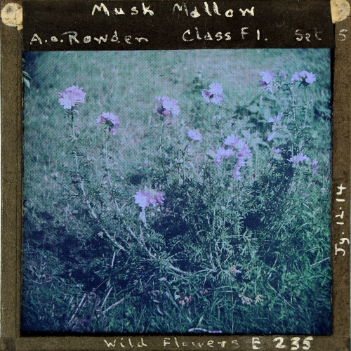 Musk Mallow – secondary view of slide
