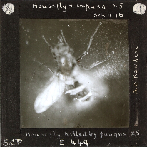 Housefly killed by fungus x5