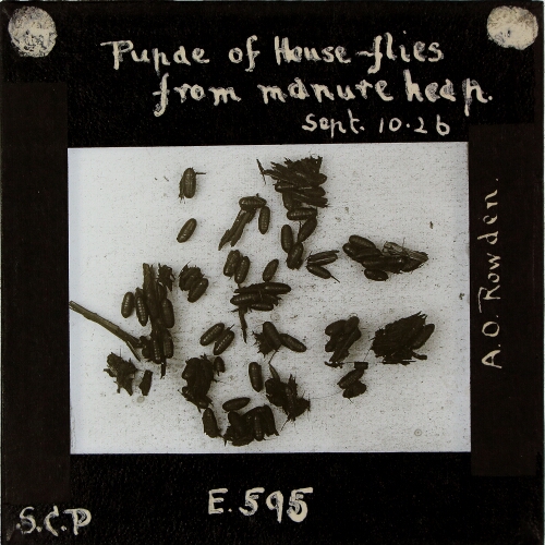 Pupae of House-flies from manure heap