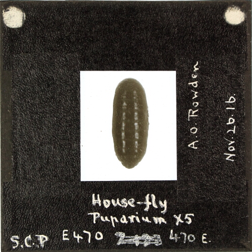 House-fly Puparium x5
