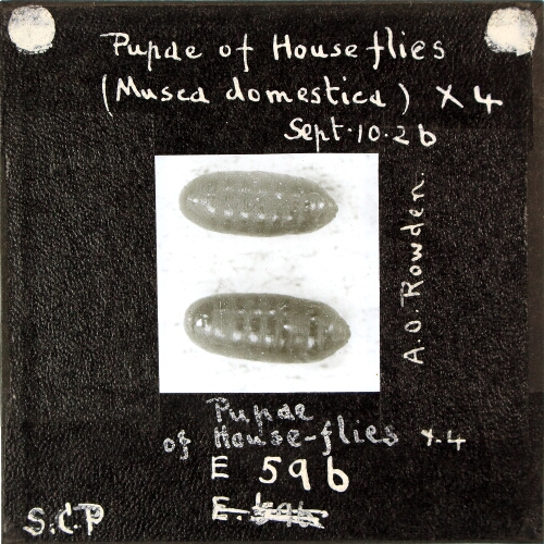 Pupae of House flies (Musca domestica) x4