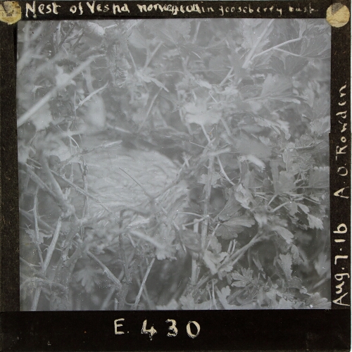 Nest of Vespa norvegica in gooseberry bush