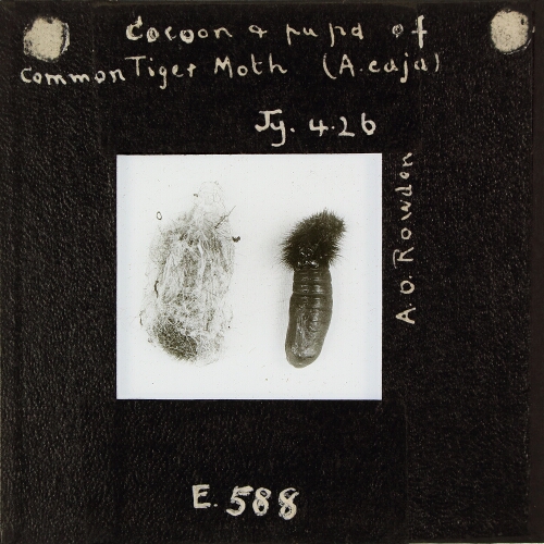 Cocoon and pupa of Common Tiger Moth (A. caja)