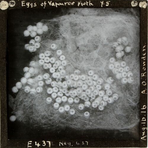 Eggs of Vapourer Moth x5