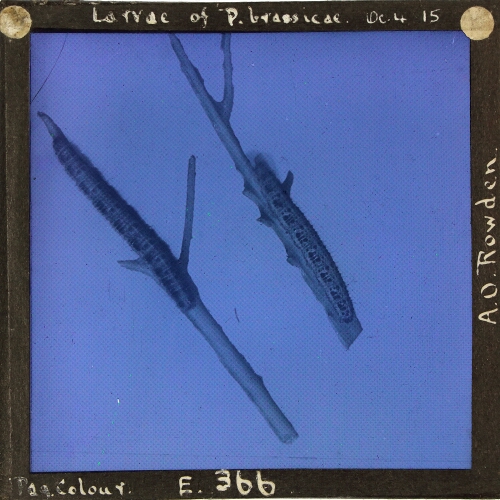 Larvae of Pieris brassicae