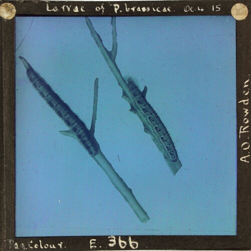Larvae of Pieris brassicae – secondary view of slide