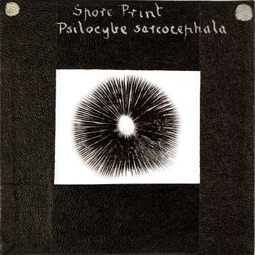 Spore Print, Psilocybe sarcocephala