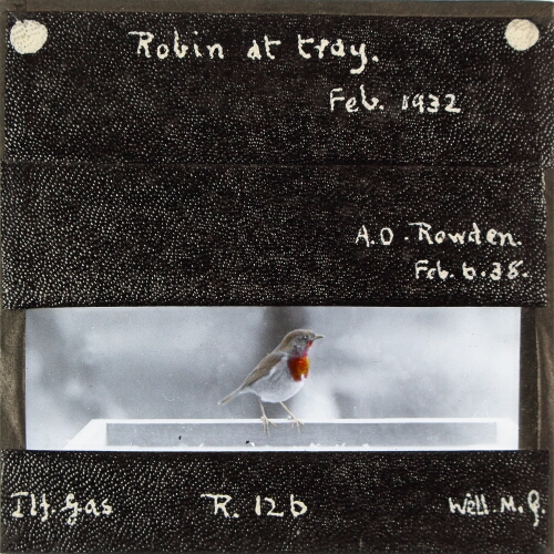 Robin at tray