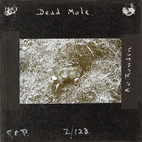 Dead Mole