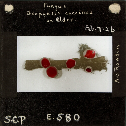 Fungus, Geophysis coccinea on elder