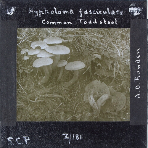 Hypholoma fasciculare -- Common Toadstool