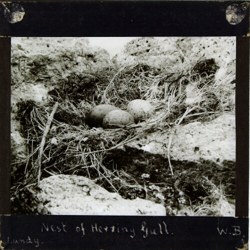 Nest of Herring Gull, Lundy