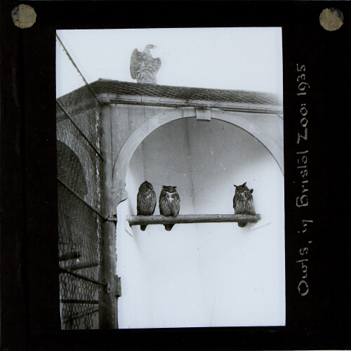 Owls in Bristol Zoo, 1935