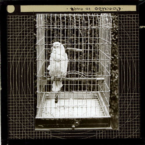 Cockatoo in cage